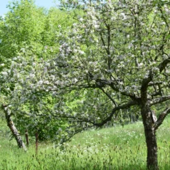 Apfel für Allergiker