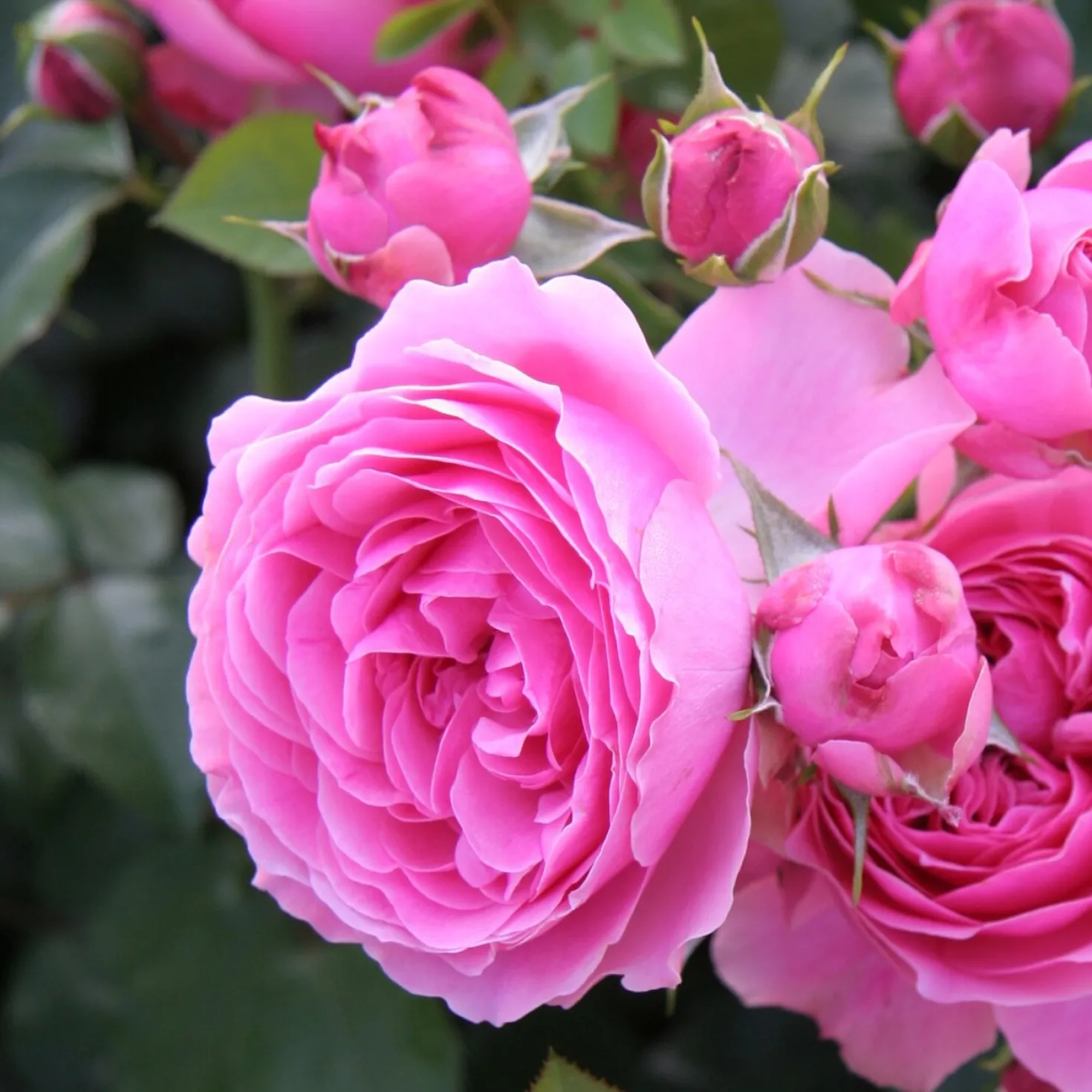 Balkonrose 'Leonardo da Vinci' ®