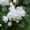 Bauernjasmin 'Schneesturm'