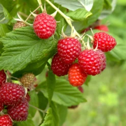 Beerenstrauch Himbeere 'Korbfüller'