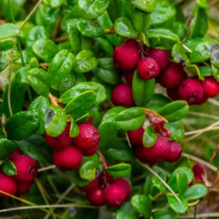 Beerenstrauch Preiselbeere ’Red Pearl‘