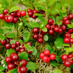 Beerenstrauch Preiselbeere ’Red Pearl‘