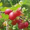 Beerenstrauch Stachelbeere 'Captivator'