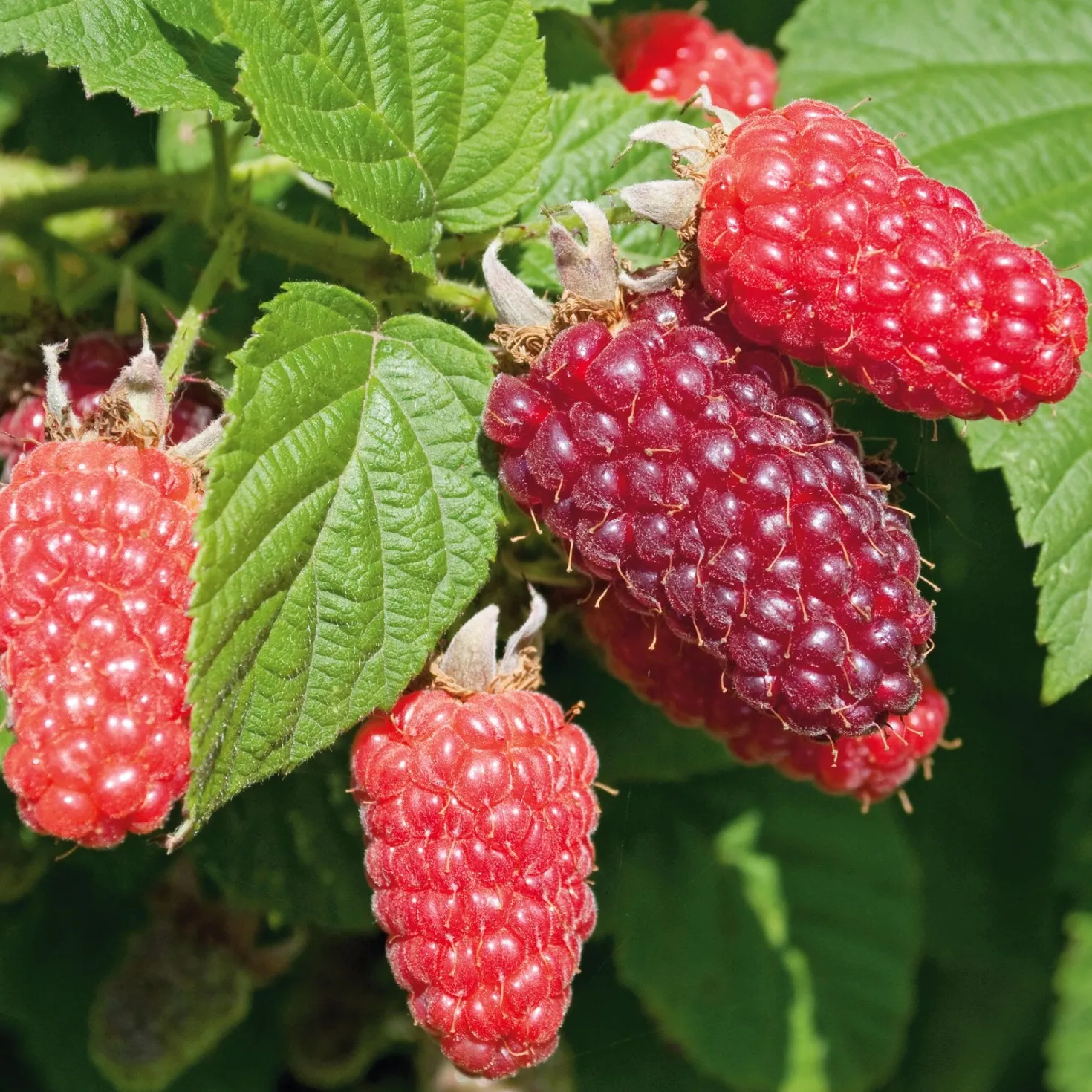 Beerenstrauch Taybeere 'Buckingham'