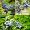 Beerensträucher Heidelbeere lange Erntezeit