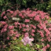 Bergwaldrebe 'Broughton Star'