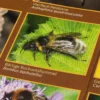 Bestimmungskarten Insekten (3 Stück)
