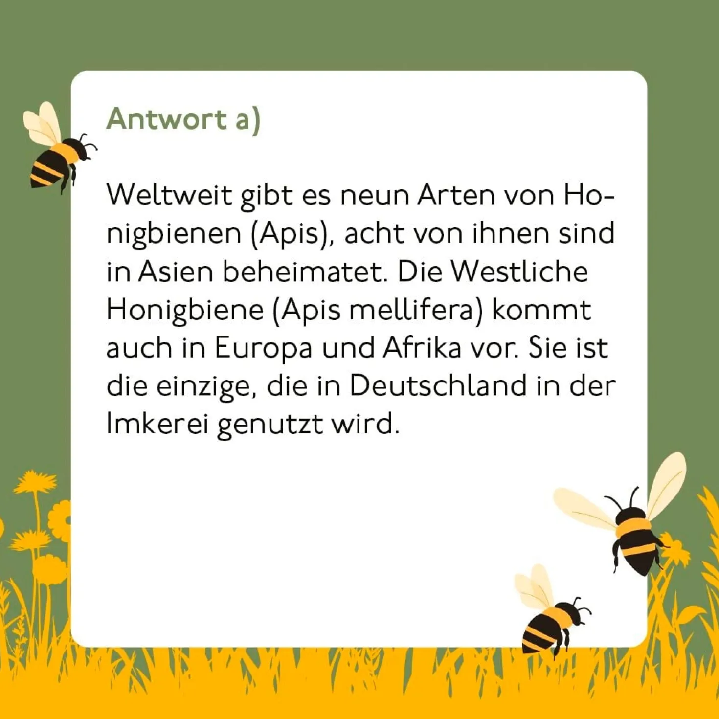 Bienen-Quiz