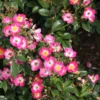 Bienenrose 'Bee Lovely'