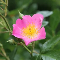 Bienenrose Japanische Wildrose