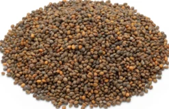 Bio-Saatgut Microgreens