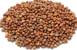 Bio-Saatgut Microgreens
