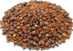 Bio-Saatgut Microgreens