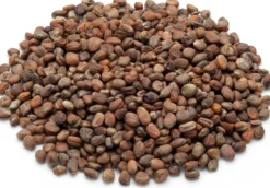 Bio-Saatgut Microgreens