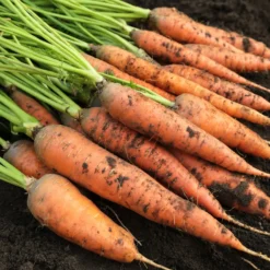 Bio-Saatgutset im Holzkästchen