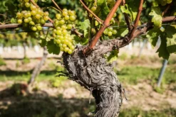 Bio-Scheurebe Gutswein trocken