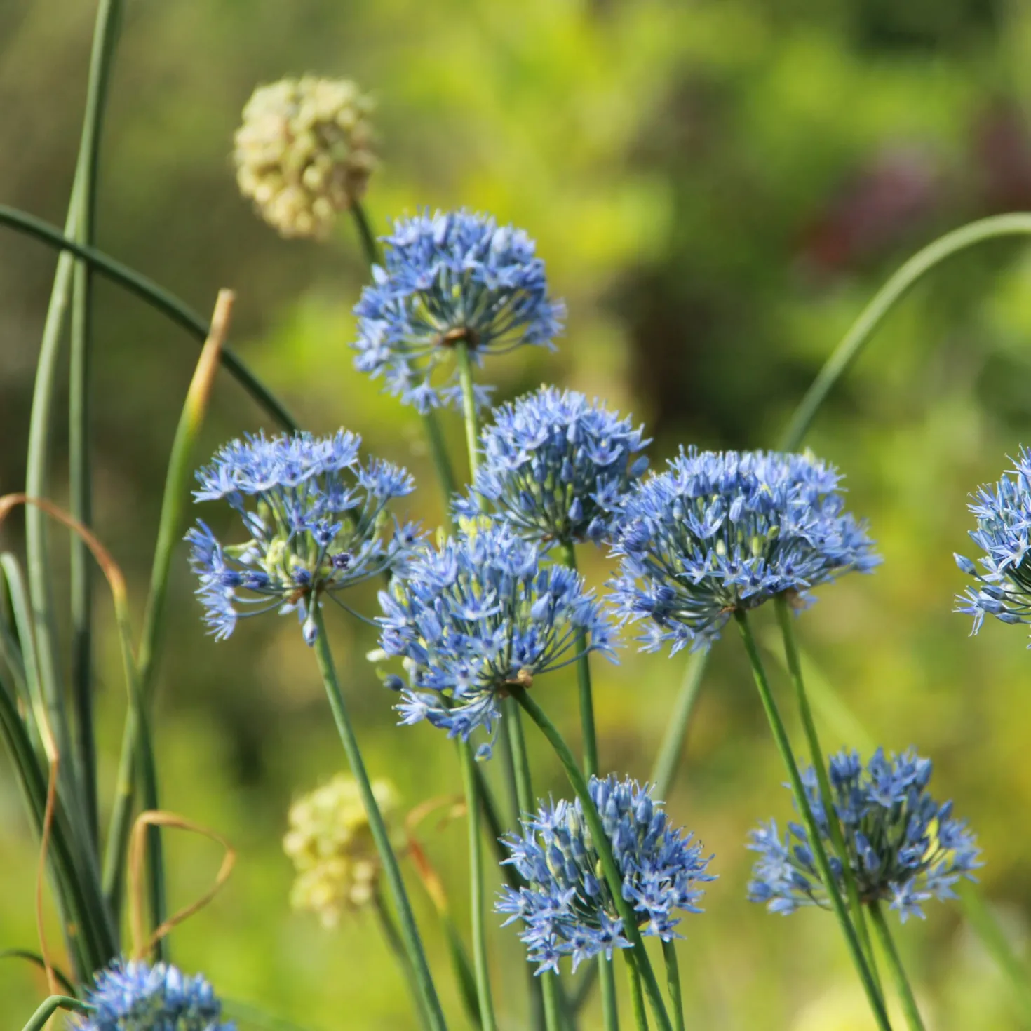 Blauer Zierlauch