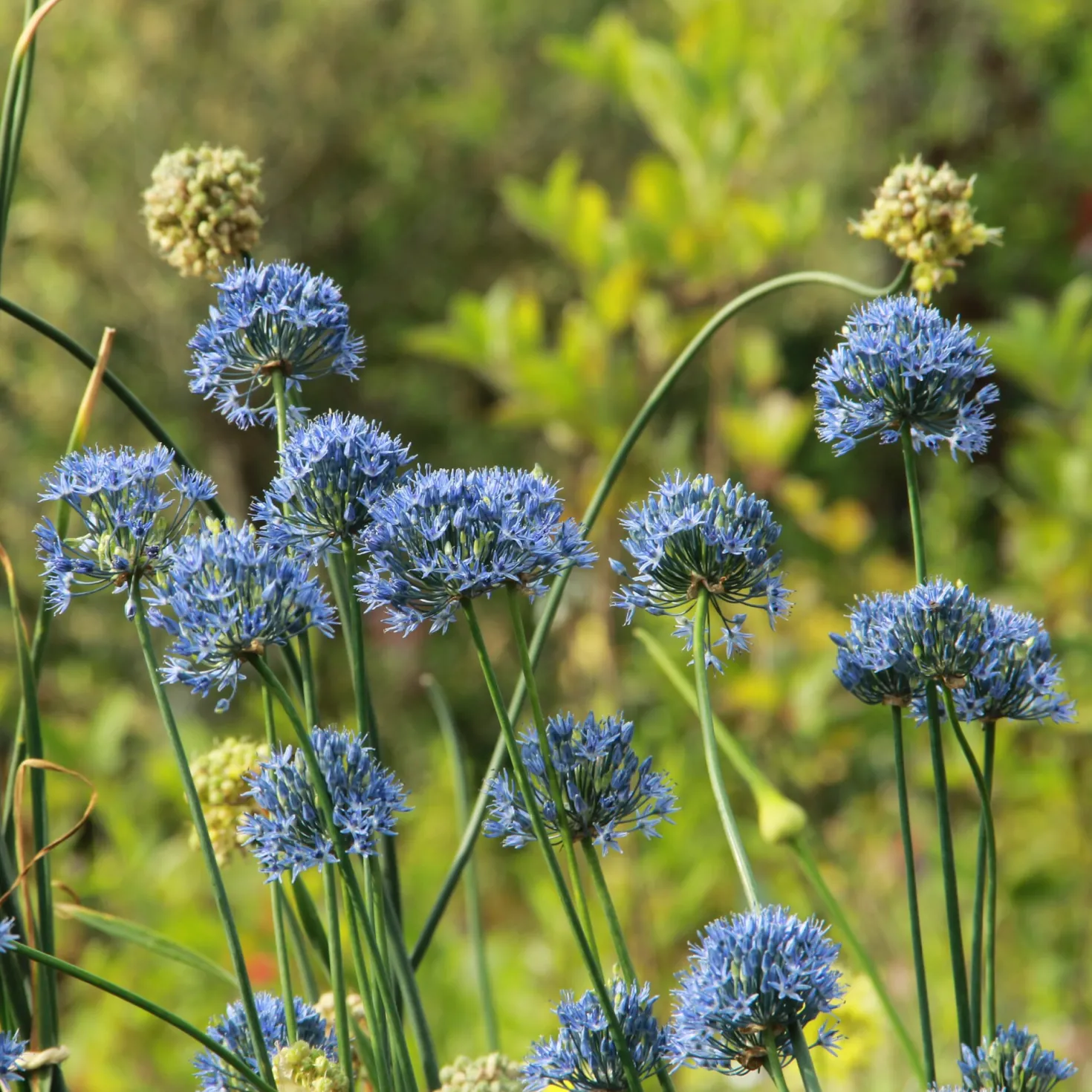 Blauer Zierlauch
