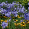 Blaue winterharte Schmucklilie