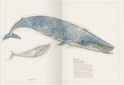 Blauwal, Seestern, Oktopus