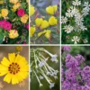 Blumensamen Abend- und Nachtdufter