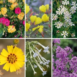 Blumensamen Abend- und Nachtdufter