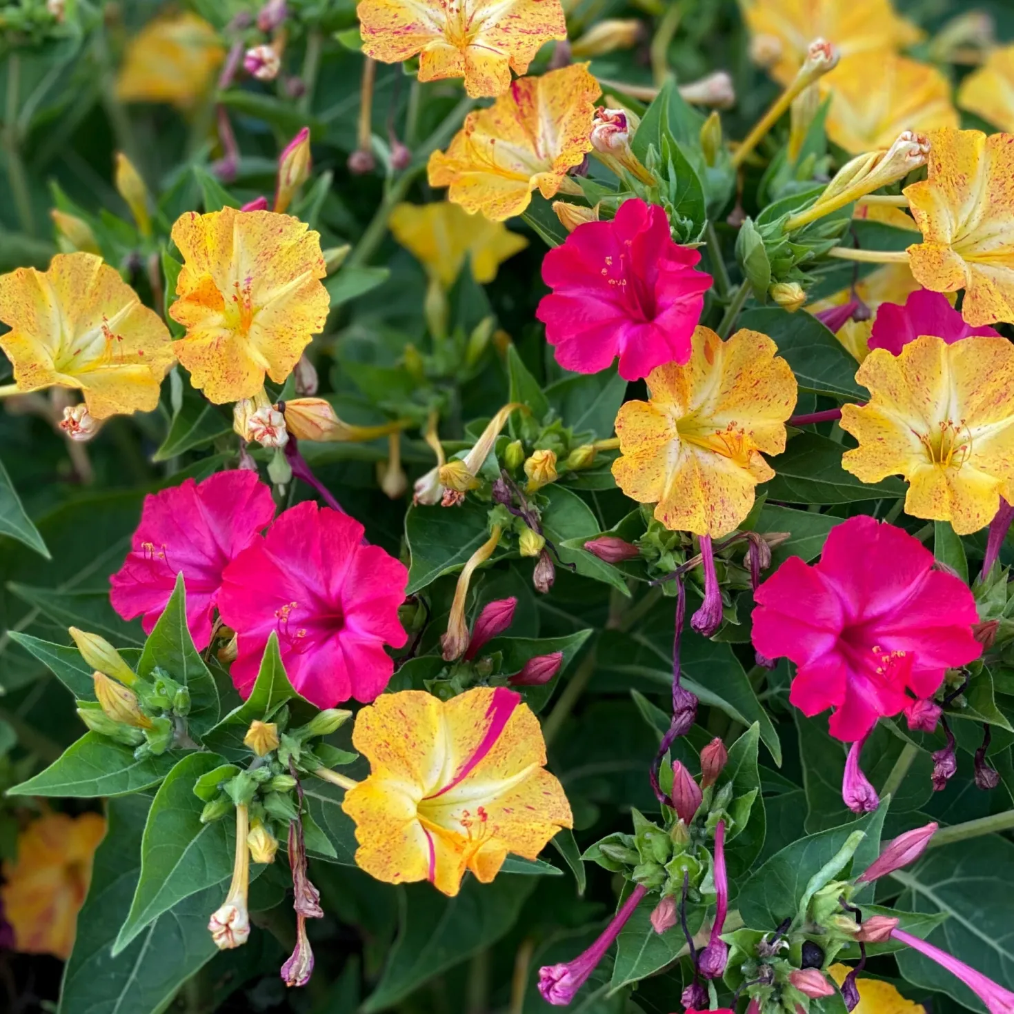 Blumensamen Abend- und Nachtdufter