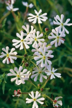 Blumensamen Abend- und Nachtdufter