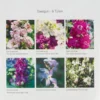 Blumensamen Ausgewählte Levkojen