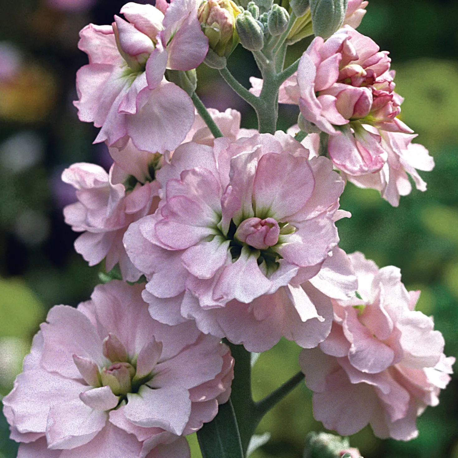 Blumensamen Ausgewählte Levkojen