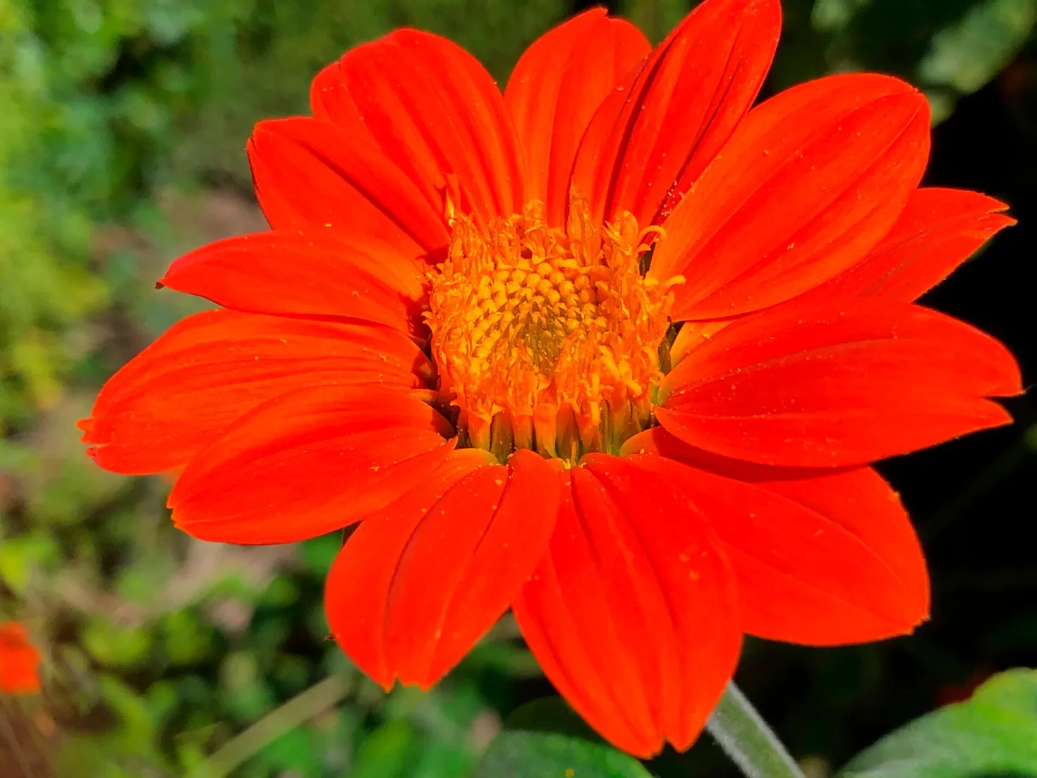 Blumensamen für trockene heiße Plätze