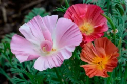 Blumensamen für trockene heiße Plätze
