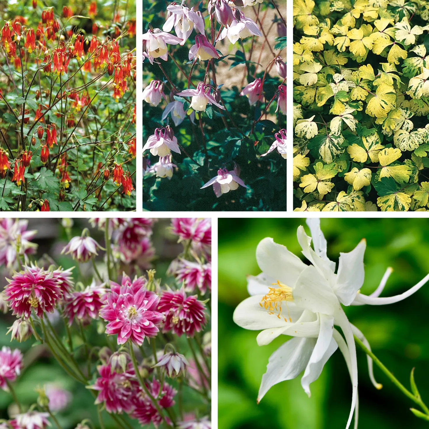 Blumensamen Historische Akeleien