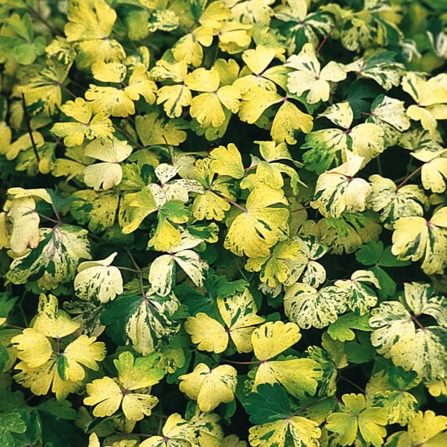 Blumensamen Historische Akeleien
