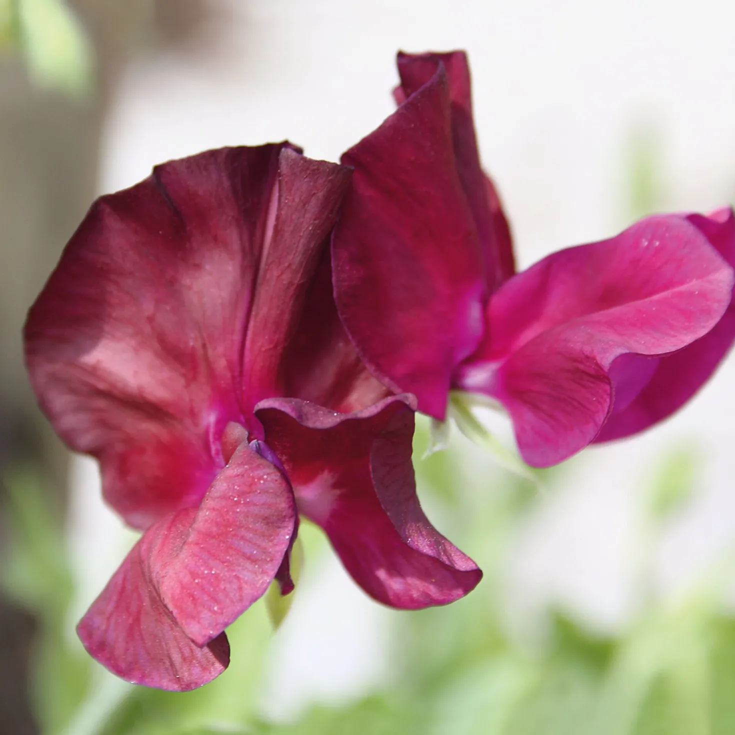 Blumensamen Historische Duftwicken