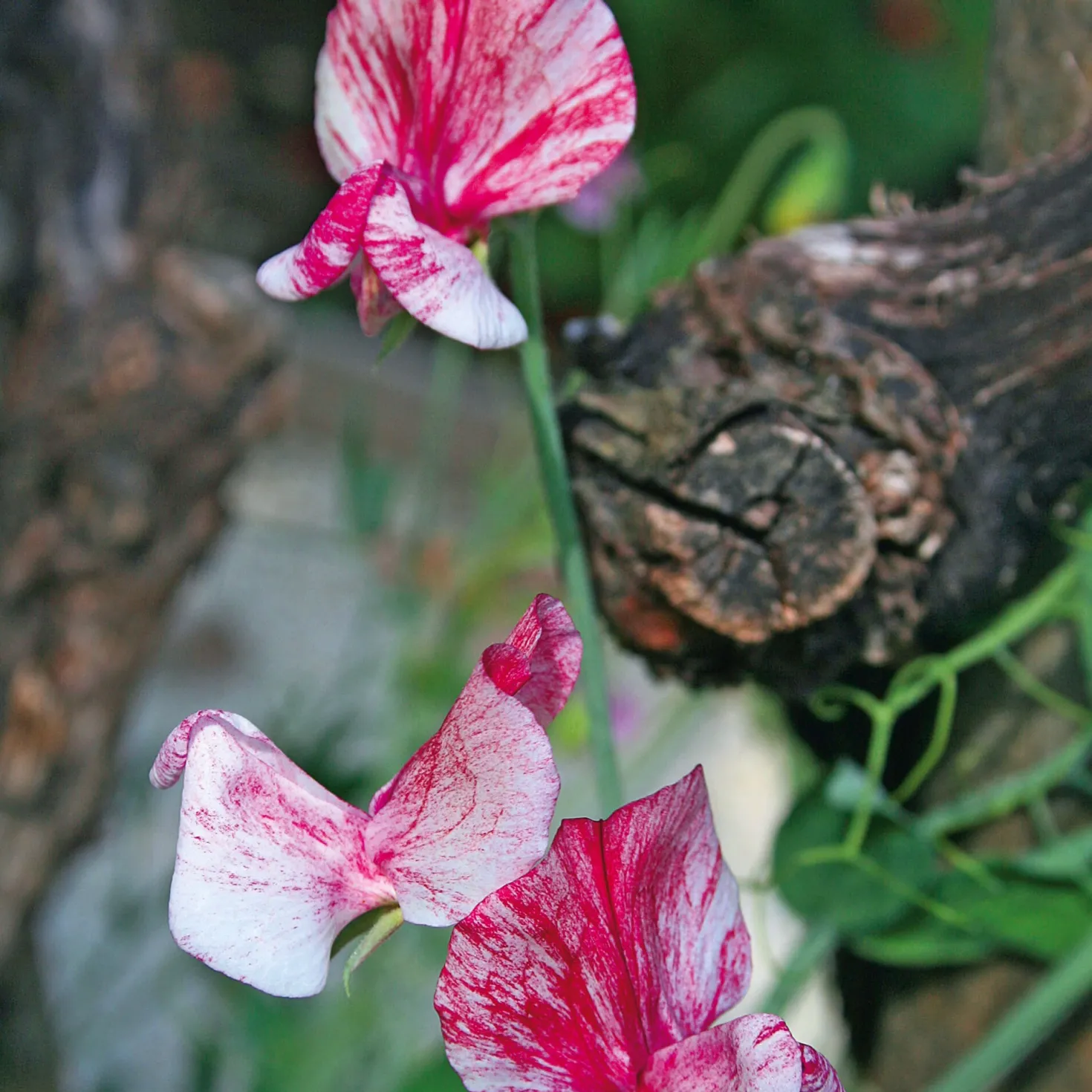 Blumensamen Historische Duftwicken