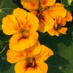 Blumensamen Historische Kapuzinerkresse
