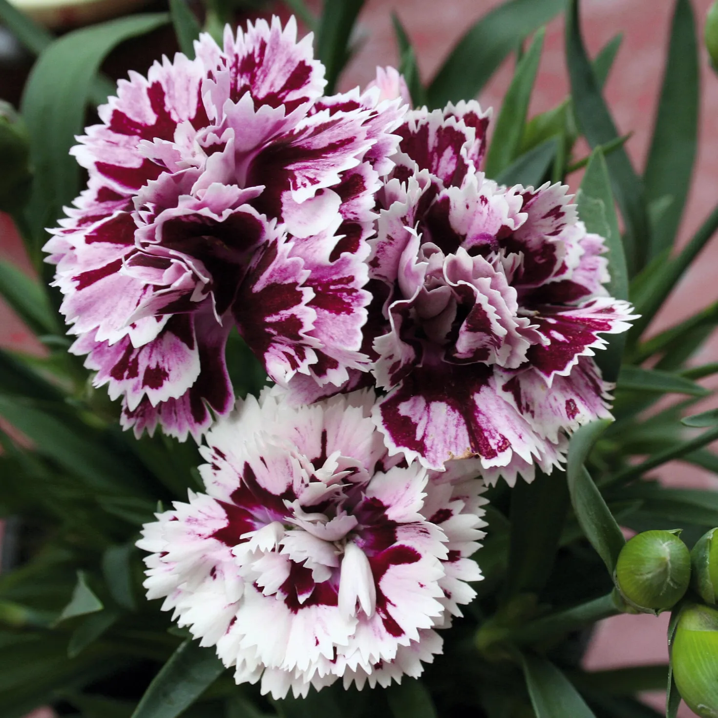 Blumensamen Historische Nelken