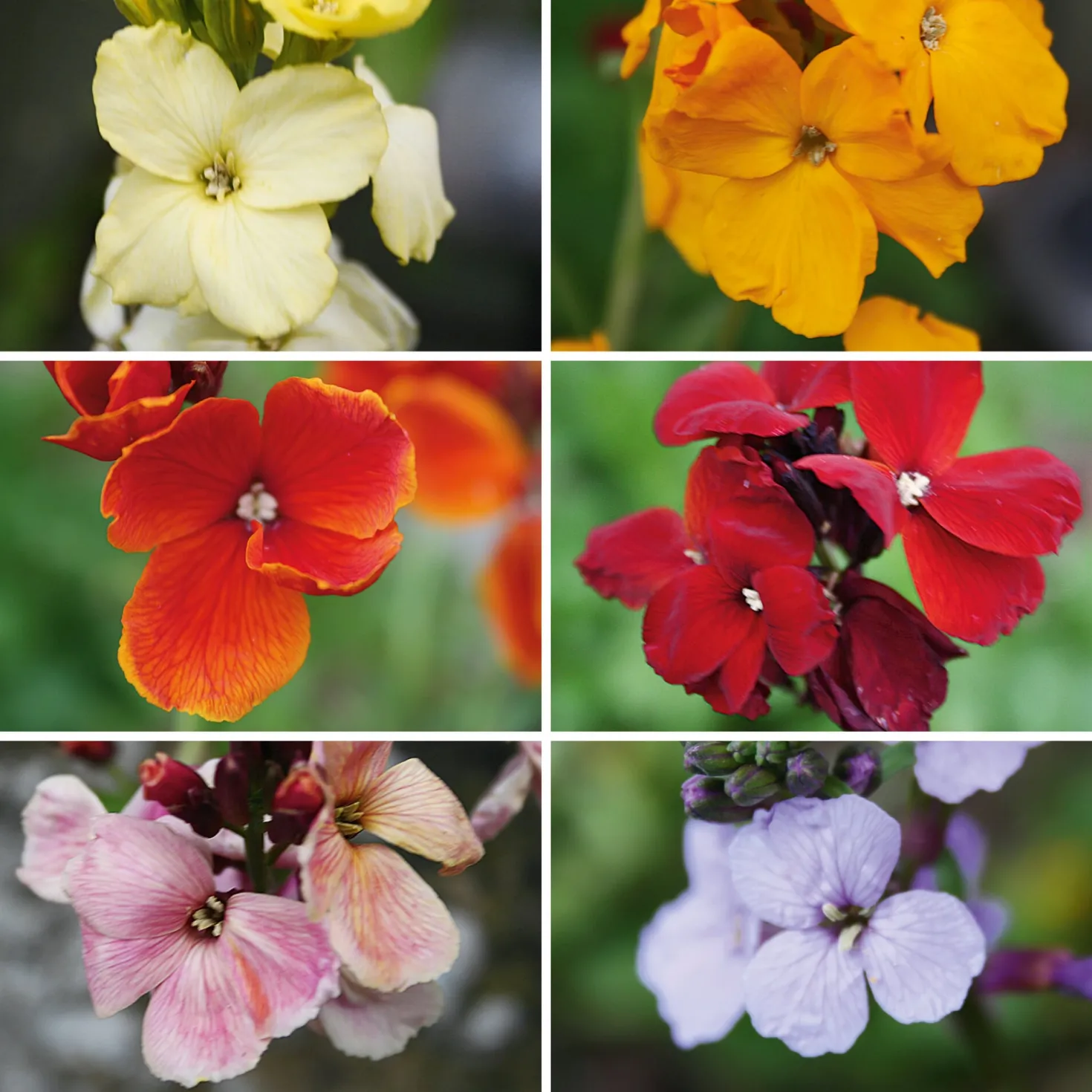 Blumensamen Historischer Goldlack