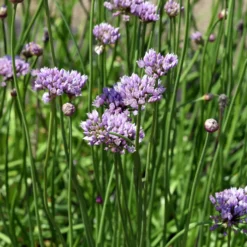 Blumensamen Mehrjährige Tee- und Küchenkräuter