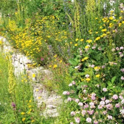 Blumensamenmischung für Bienen und Schmetterlinge im Siedlungsbereich