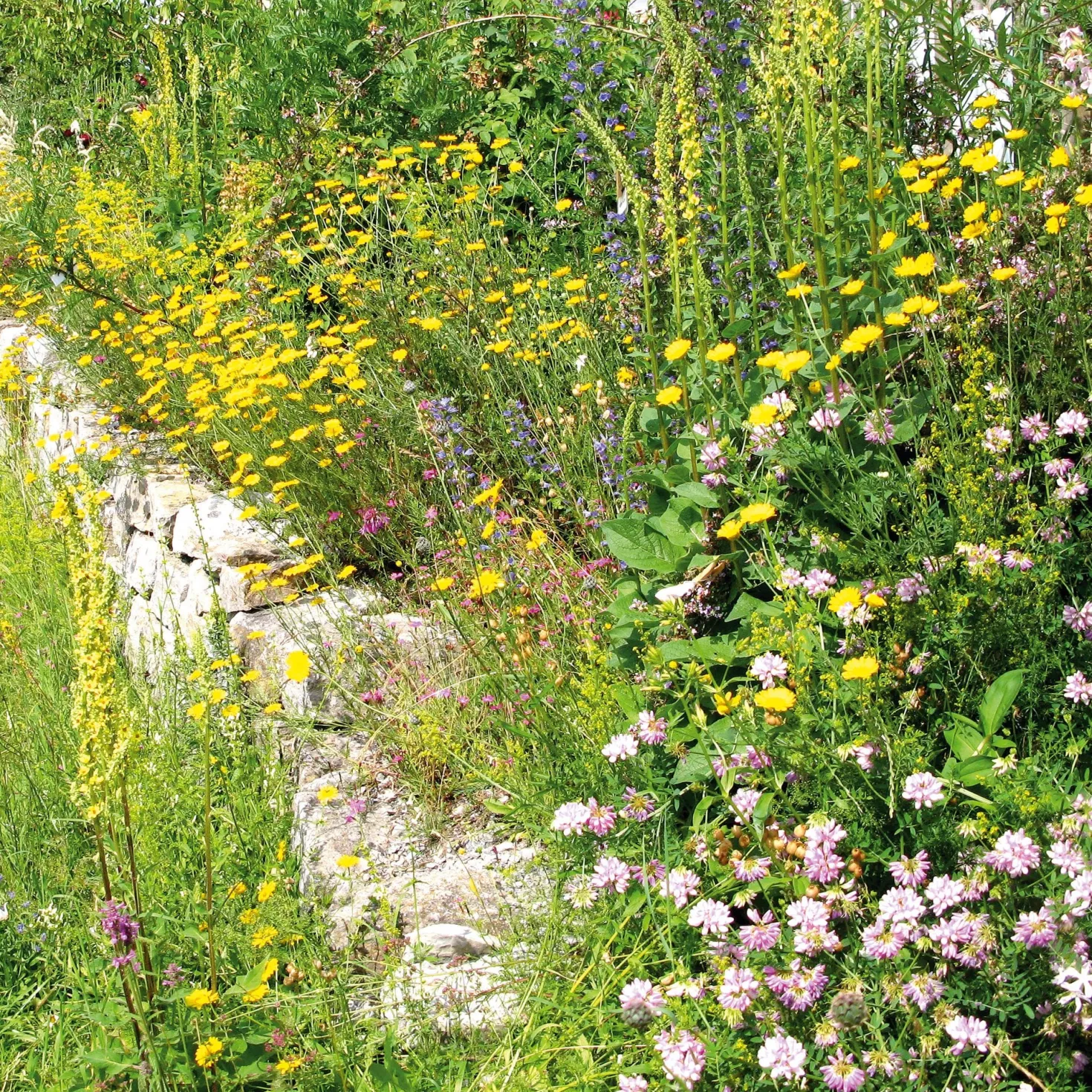 Blumensamenmischung für Bienen und Schmetterlinge im Siedlungsbereich