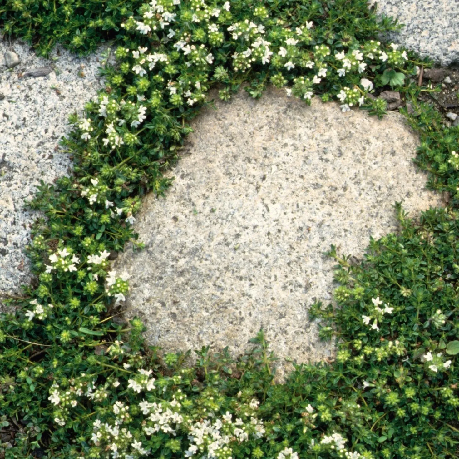 Blumensamenmischung für Pflasterfugen