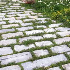 Blumensamenmischung für Pflasterfugen