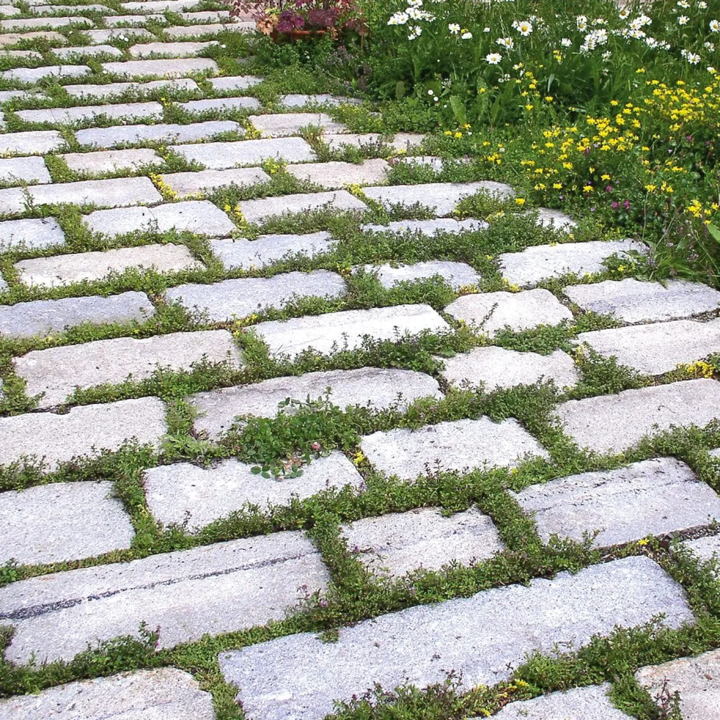 Blumensamenmischung für Pflasterfugen
