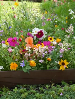 Blumensamen Mössinger Balkonkastenmischung