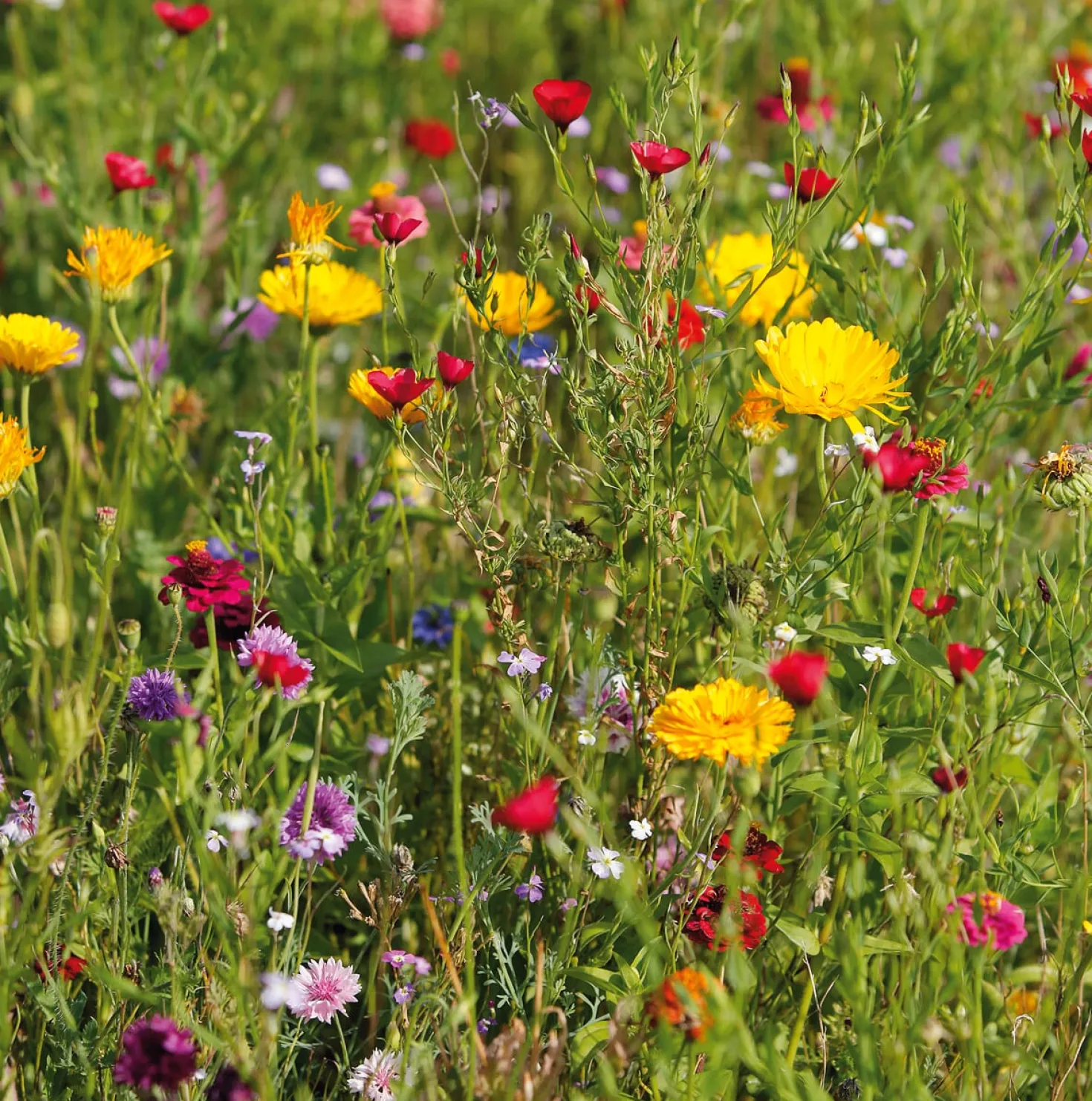Blumensamen Mössinger Singvogelmischung