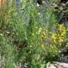Blumensamen Saatgutmischung Nutzinsektenweide