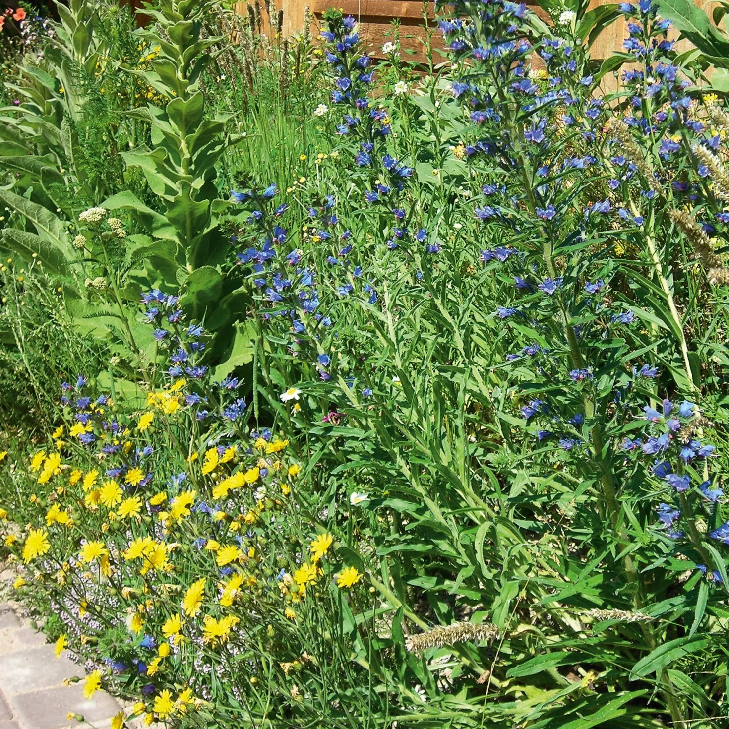 Blumensamen Saatgutmischung Nutzinsektenweide