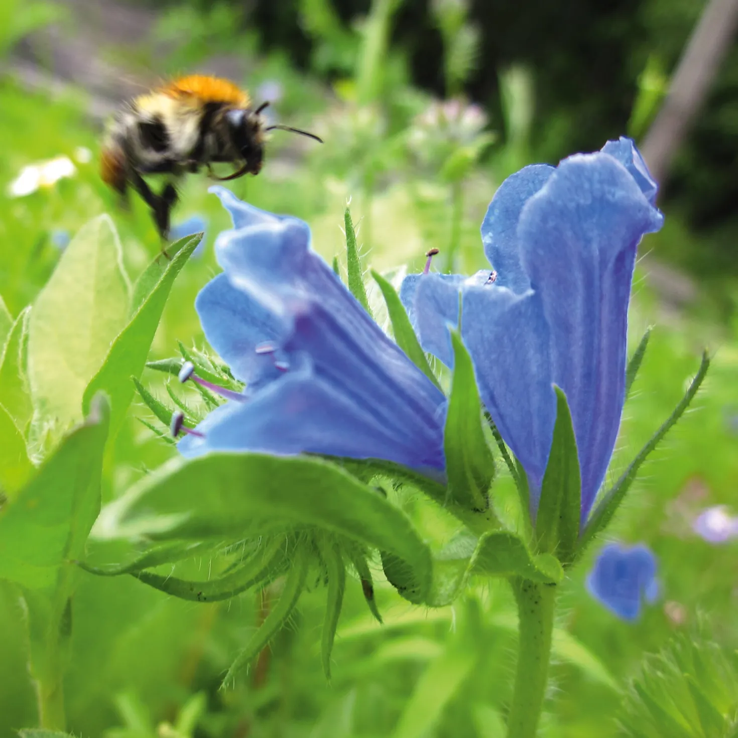 Blumensamen Samenkugeln